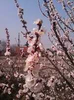 IMAGE_042.webp