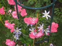 011.webp