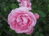 006.webp