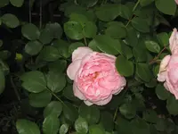 005.webp