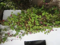 IMG_1388.webp