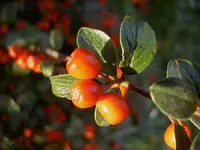 Beeren (1) v.webp