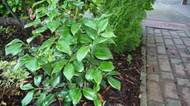 K800_P1020795.webp