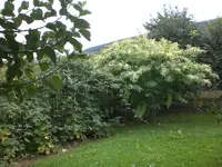 Garten September109 001.webp