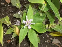 Garten September109 003.webp
