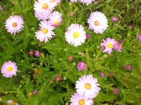 Garten September109 004.webp