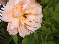Garten September109 005.webp