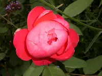 Garten September109 007.webp