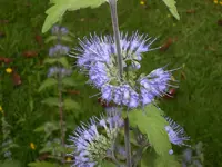 Garten September109 008.webp