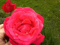 Garten September109 011.webp