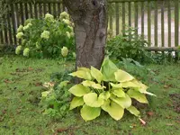 Garten September109 015.webp
