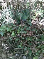 Bild006.webp