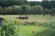 Pferde auf der Koppel_klein.webp