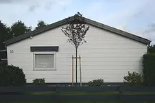 Blutpflaume_klein.webp