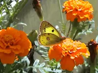 DSC00014.webp