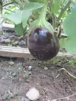 garten 09 001.webp