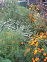 garten 09 003.webp
