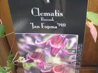 IMG_5112 Clematis Jan Fopma.webp