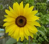 Sonnenblume v.webp