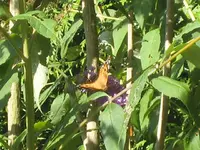 IMG_5254 Letzte Stunden genießen Schmetterling.webp