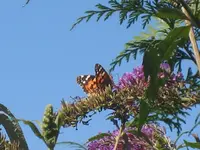 IMG_5255 einpaar kräftige Züge Schmetterling.webp
