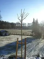 Goldrobinie Dez08_klein.webp