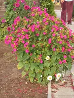 Garten 09.09 010.webp