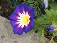 Garten 09.09 017.webp