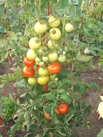 Garten 09.09 018.webp