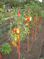 Garten 09.09 020.webp