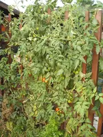 Garten 09.09 021.webp