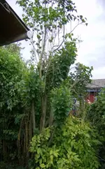 flieder1.webp