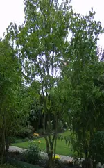 flieder4.webp
