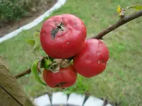 Apfel.webp