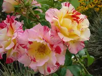 Malrose.webp