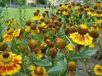 Sonnenbraut.webp