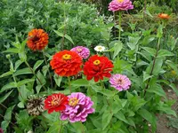 Zinnien.webp