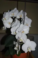 DSC_0005.webp