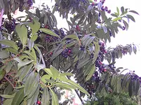 PICT5754.webp