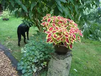 Blumen 108.webp