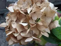 Blumen 112.webp