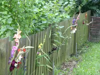 Blumen 113.webp