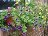 Blumen 114.webp