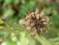 Ringelblume v.webp