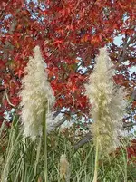 Herbst 199 v.webp