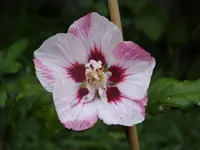 Blumen 115.webp