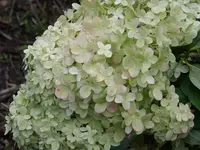Blumen 116.webp