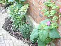 Blumen 111.webp