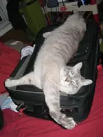Katzen schlafen ueberall   L. a.webp