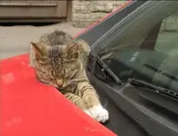 Katzen schlafen ueberall   L. b.webp